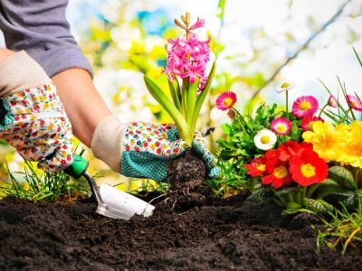 gardening_380327731_1000